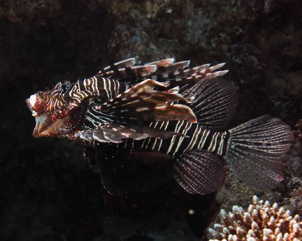 Podwodny świat - Big Lionfish z otwartymi ustami. — Zdjęcie stockowe