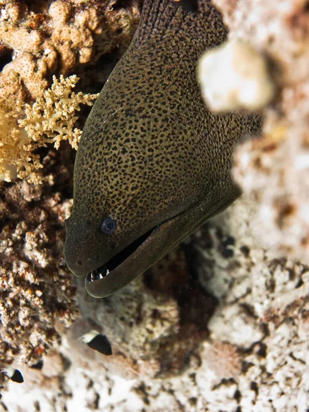 Su altı dünyası - Mercanlar arasında Moray yılan balığı. — Stok fotoğraf