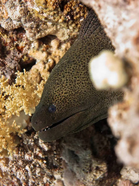 Su altı dünyası - Mercanlar arasında Moray yılan balığı. — Stok fotoğraf