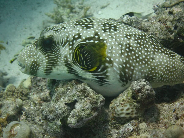 Podvodní svět - Whitespotted puffer ležící na korálu. — Stock fotografie