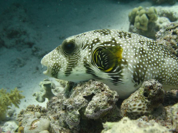 Podvodní svět - Whitespotted puffer ležící na korálu. — Stock fotografie