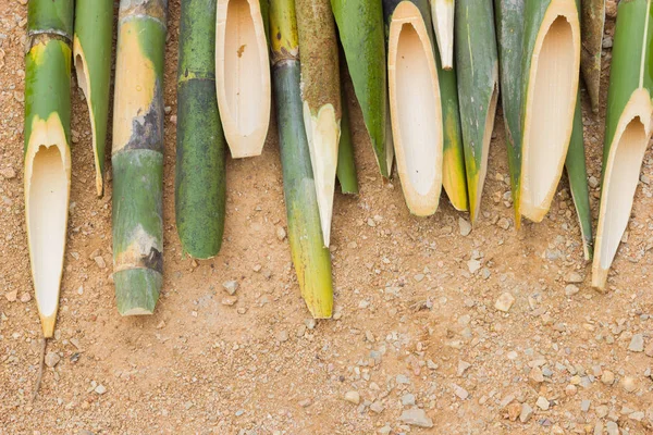 Bețe de bambus ascuțite pe pământ folosite pentru înjunghierea draculei, copyspace — Fotografie, imagine de stoc