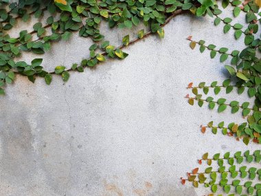 Coatbuttons veya Meksika daisy beton duvar, boşaltmak.