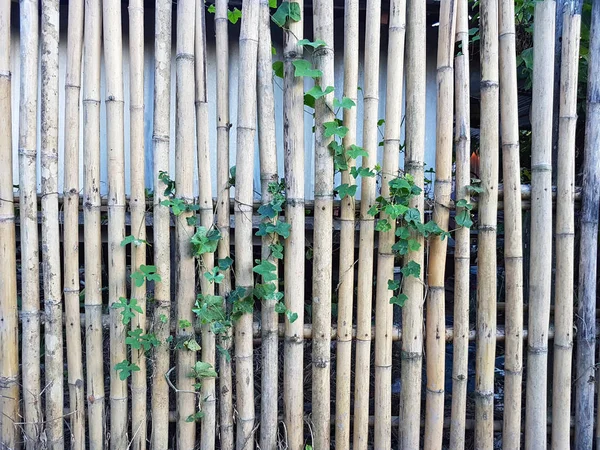 Närbild av bambu staket bakgrund i parken, Utomhus. — Stockfoto