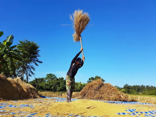 CHIANG RAI, TAILANDIA - 23 DE NOVIEMBRE: agricultor tailandés no identificado trillando batiendo arroz para separar las semillas de los troncos en el suelo el 23 de noviembre de 2016 en Chiang rai, Tailandia —  Fotos de Stock