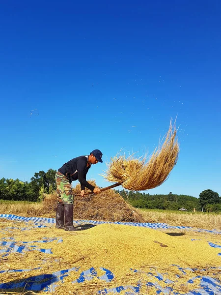 CHIANG RAI, THAILAND - NOVEMBER 23 : unidentified Thai farmer threshing by beating rice to separate seed from the trunks on the ground on November 23, 2016 in Chiang rai, Thailand — Stock Photo, Image