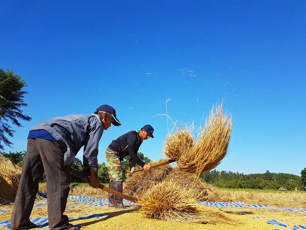 CHIANG RAI, TAILANDIA - 23 DE NOVIEMBRE: agricultor tailandés no identificado trillando batiendo arroz para separar las semillas de los troncos en el suelo el 23 de noviembre de 2016 en Chiang rai, Tailandia —  Fotos de Stock