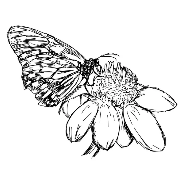 Wektor doodles ręcznie rysowane stokrotka kwiat z motyl — Wektor stockowy