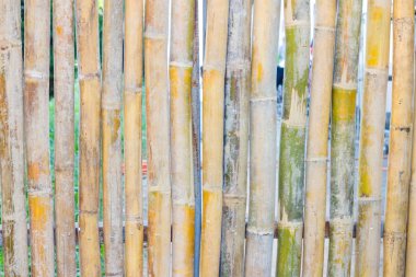 parkta, açık bambu çit arka plan Close-Up