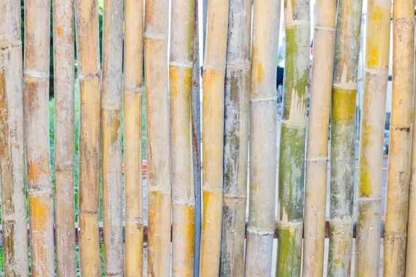 Close-up de fundo cerca de bambu no parque, ao ar livre — Fotografia de Stock