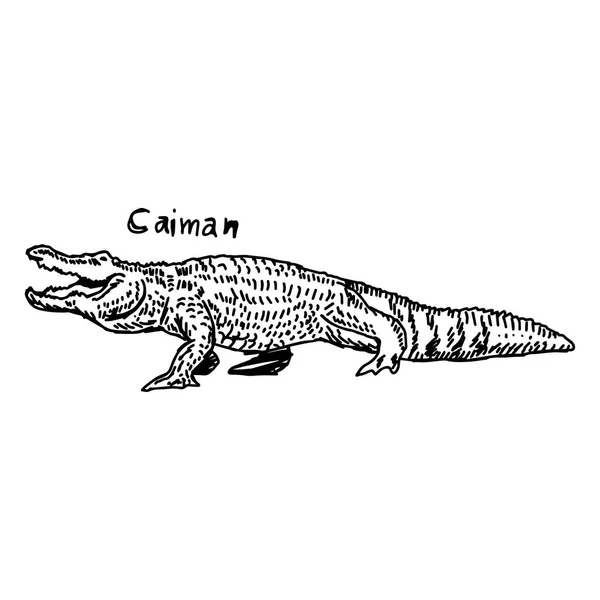Caiman dibujo imágenes de stock de arte vectorial | Depositphotos Caiman dibujo imágenes de stock de arte vectorial | Depositphotos
