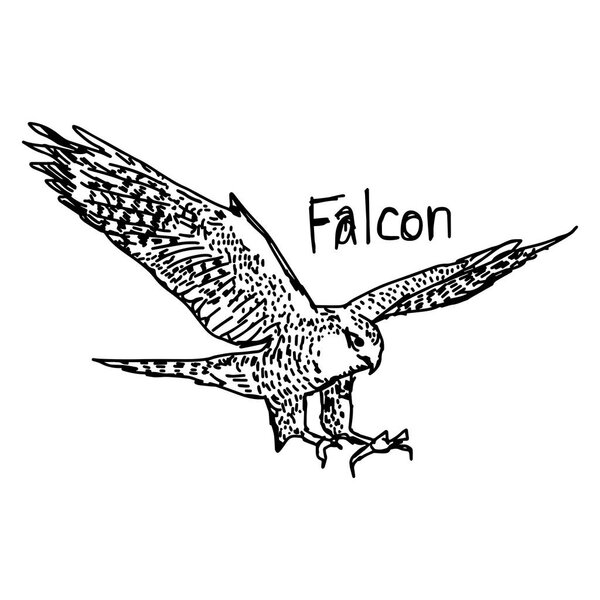 vector illustration sketch hand drawn with black lines of falcon isolated on white background