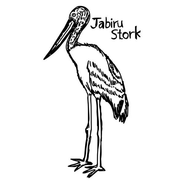Ilustración vectorial boceto dibujado a mano con líneas negras de cigüeña jabirú aislada sobre fondo blanco — Vector de stock