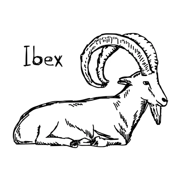 Ilustración vectorial boceto dibujado a mano con líneas negras de ibex con hermoso cuerno aislado sobre fondo blanco — Vector de stock