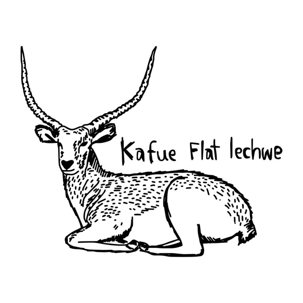 Ilustración vectorial boceto dibujado a mano con líneas negras de Kaera flats lechwe aislados sobre fondo blanco — Archivo Imágenes Vectoriales