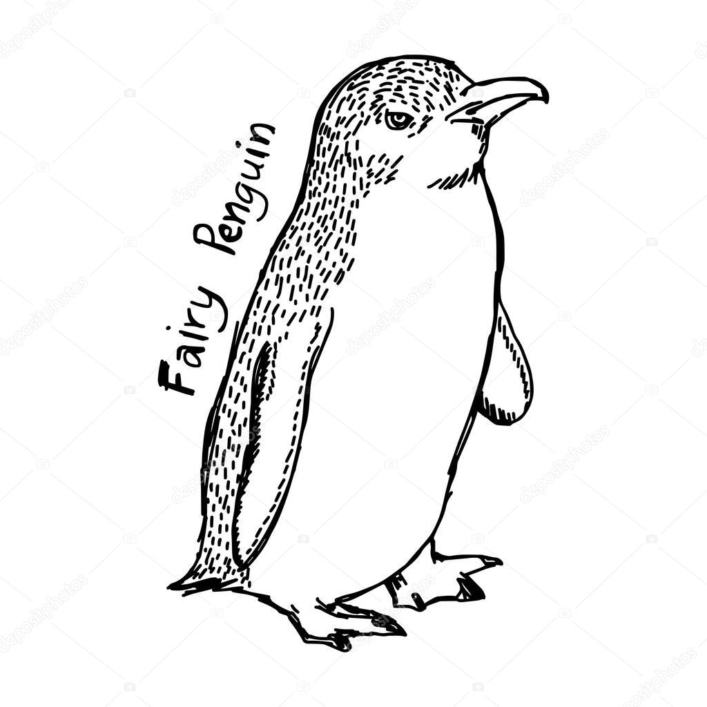 vector illustration sketch hand drawn with black lines of fairy penguin isolated on white background