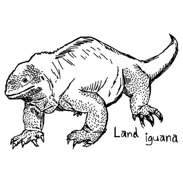 Iguana terrestre - ilustración vectorial dibujada a mano con líneas negras, aislada sobre fondo blanco — Vector de stock