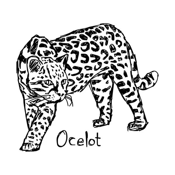 Ocelot - vector illustratie schets hand getekend met zwarte lijnen, geïsoleerd op witte achtergrond — Stockvector