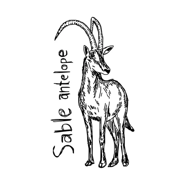 Sable antelope - vector illustration sketch hand drawn with black lines, isolated on white background — Stock Vector