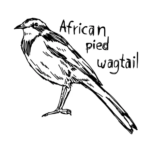 Afrikanska svartvit Gulärla - vektor illustration skiss hand dras med svarta linjer, isolerad på vit bakgrund — Stock vektor