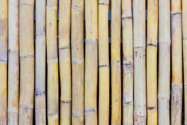 Bambu çit Close-Up