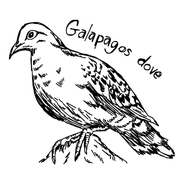 Pomba de Galápagos - desenho de ilustração vetorial desenhado à mão com linhas pretas, isolado sobre fundo branco —  Vetores de Stock