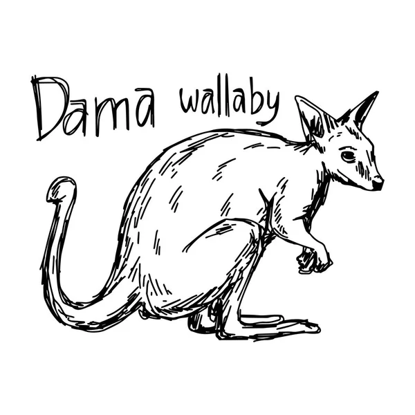 Dama wallaby - ilustración vectorial boceto dibujado a mano con líneas negras, aislado sobre fondo blanco — Archivo Imágenes Vectoriales