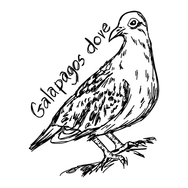 Galapagos dove - vector illustratie schets hand getekend met zwarte lijnen, geïsoleerd op witte achtergrond — Stockvector