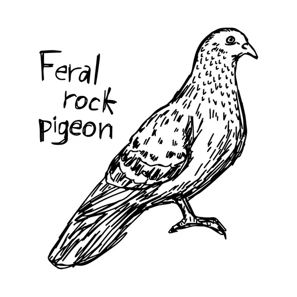 Pigeon sauvage - croquis vectoriel avec lignes noires, isolé sur fond blanc — Image vectorielle
