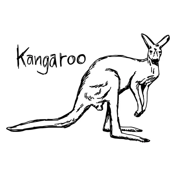 Känguru - Vektor Illustration Skizze Hand mit schwarzen Linien gezeichnet, isoliert auf weißem Hintergrund — Stockvektor