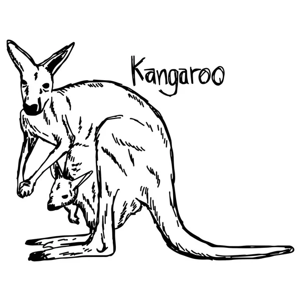 Kangaroo with its baby in the pocket - vector illustration sketch hand drawn with black lines, isolated on white background. — Stock Vector