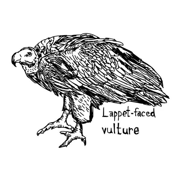 Eikenblad-faced gier - vector illustratie schets hand getekend met zwarte lijnen, geïsoleerd op witte achtergrond — Stockvector