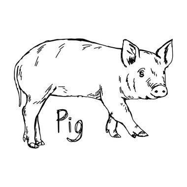 domuz - vektör illüstrasyon kroki elle üzerinde beyaz backgro izole siyah çizgilerle çizilmiş