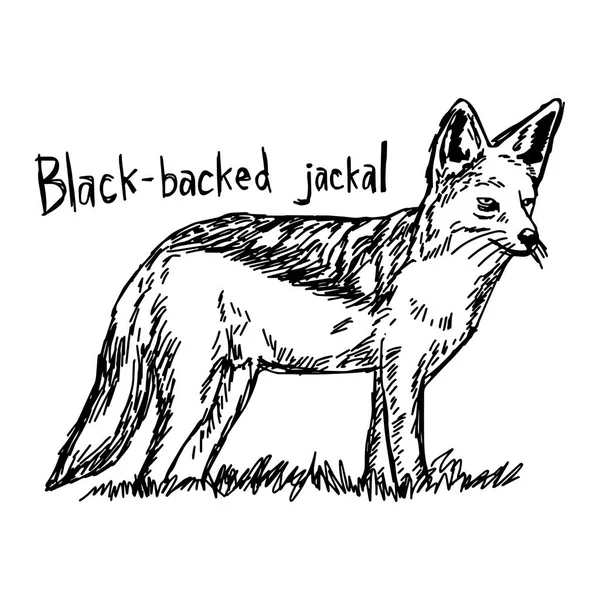 Black-backed τσακάλι - διανυσματικά εικονογράφηση σκίτσο χέρι με μαύρες γραμμές, απομονώνονται σε λευκό φόντο — Διανυσματικό Αρχείο