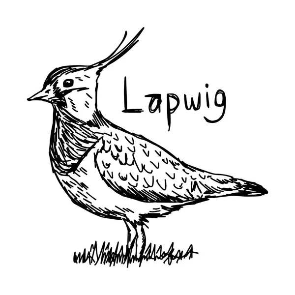 Lapwig - croquis vectoriel d'illustration dessiné à la main avec des lignes noires, isolé sur fond blanc — Image vectorielle