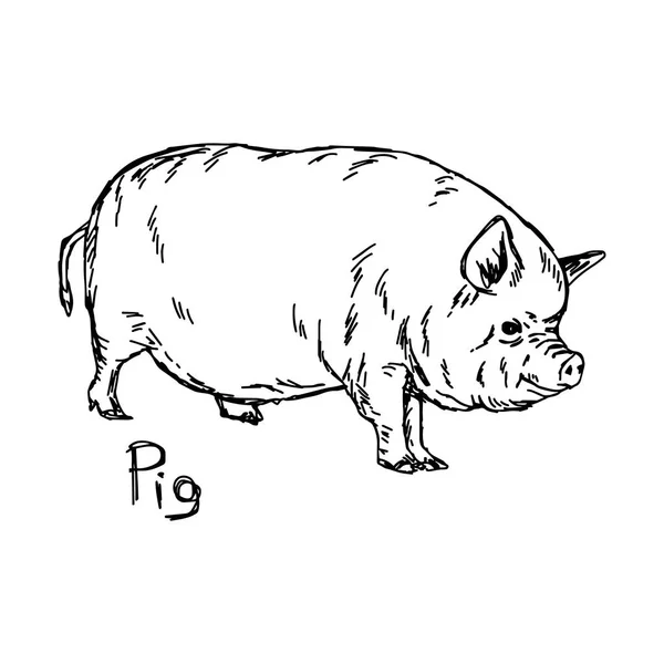 Fat pig - Vektor Illustration Skizze Hand mit schwarzen Linien gezeichnet, isoliert auf weißem Hintergrund — Stockvektor