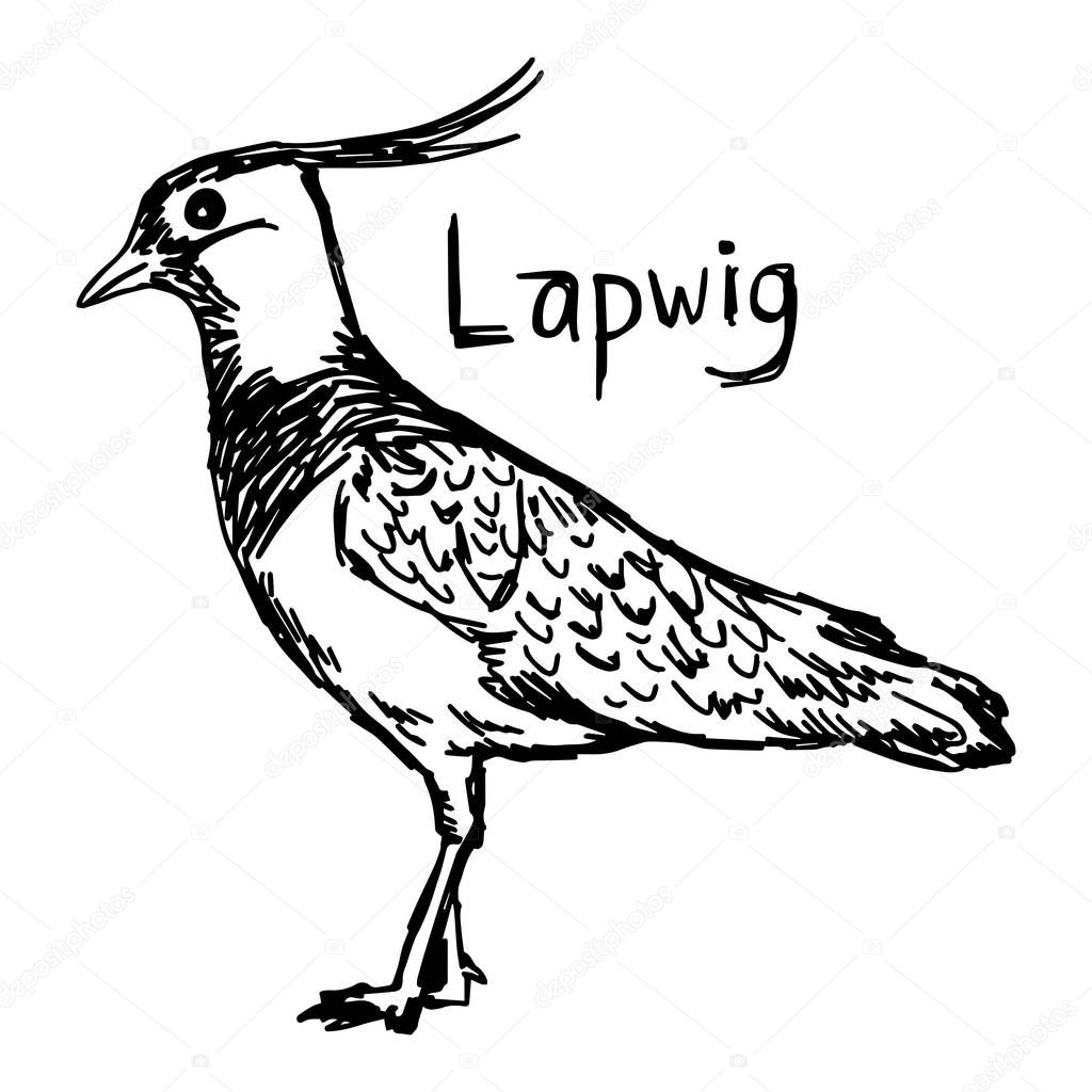 lapwig - vector illustration sketch hand drawn with black lines, isolated on white background