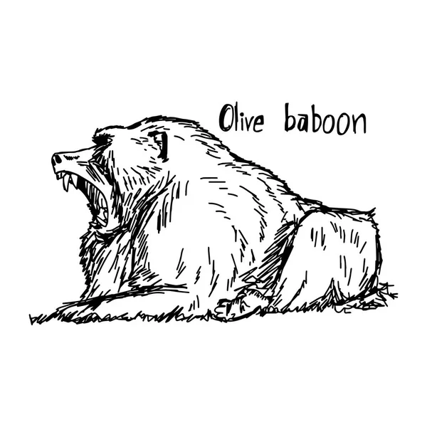 Boca abierta babuino oliva - ilustración vectorial boceto dibujado a mano con líneas negras, aislado sobre fondo blanco — Archivo Imágenes Vectoriales