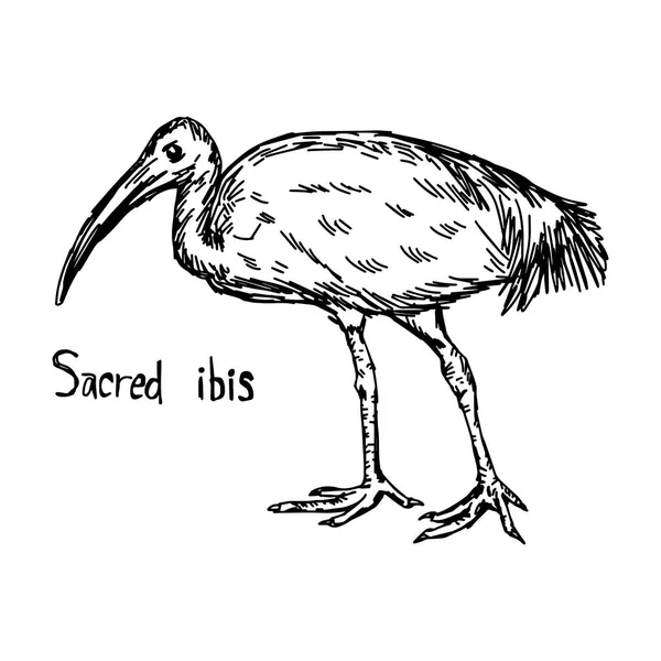 Ibis sacré marchant - croquis vectoriel dessiné à la main avec des lignes noires, isolé sur fond blanc — Image vectorielle