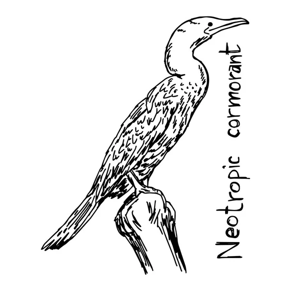 Cormorán neotrópico - dibujo ilustrativo vectorial dibujado a mano con líneas negras, aislado sobre fondo blanco — Vector de stock