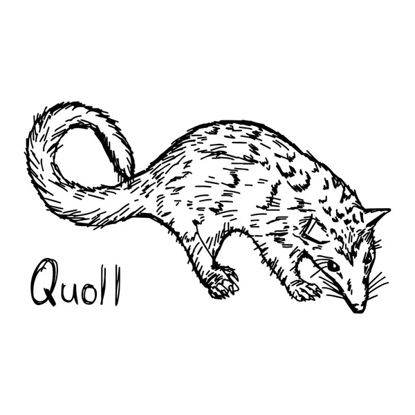 Quoll - schizzo illustrazione vettoriale disegnato a mano con linee nere, isolato su sfondo bianco — Vettoriale Stock