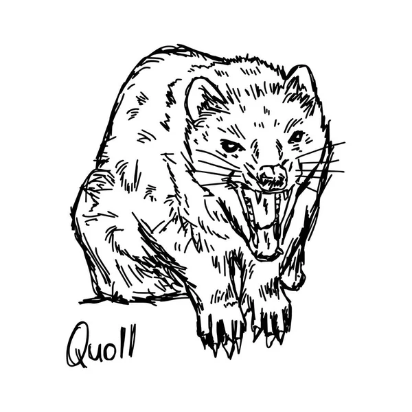 Quoll - ilustración vectorial boceto dibujado a mano con líneas negras, aislado sobre fondo blanco — Archivo Imágenes Vectoriales