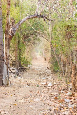 kırsal kesimde yol ağaçları Tayland ile 