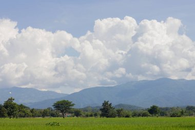 Yeşil pirinç alan Dağları arka plan mavi gökyüzü, Chiang Rai, Tayland altında