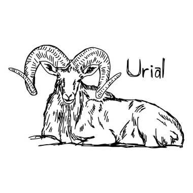 urial güzel boynuz - vektör çizim ile elle izole beyaz arka plan üzerinde siyah çizgilerle çizilmiş kroki