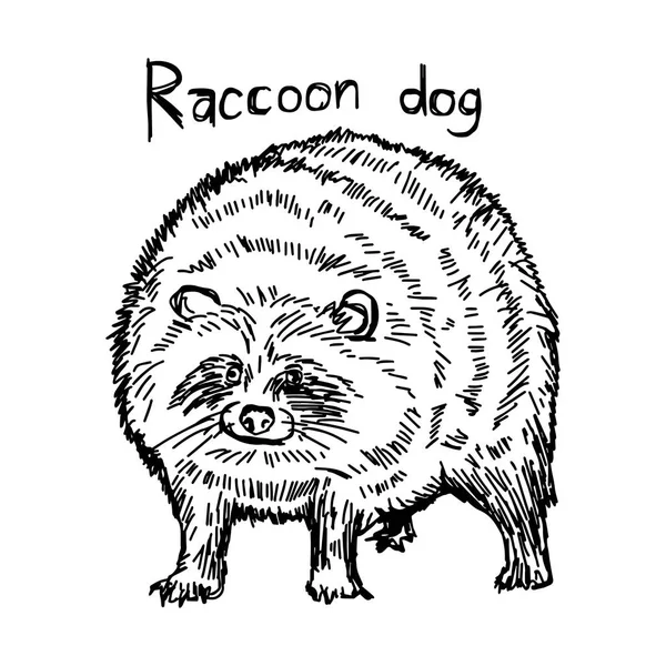 Raccoon dog - vector illustration sketch hand drawn with black lines, isolated on white background — Stock Vector