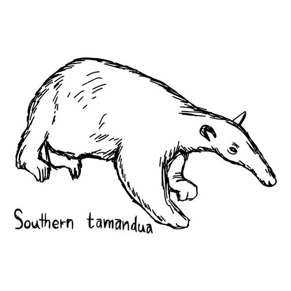 Νότια tamandua - διανυσματικά εικονογράφηση σκίτσο χέρι με μαύρες γραμμές, απομονώνονται σε λευκό φόντο — Διανυσματικό Αρχείο