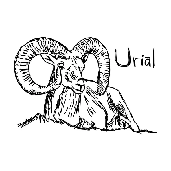 Urial con cuerno hermoso - ilustración vectorial boceto dibujado a mano con líneas negras, aislado sobre fondo blanco — Vector de stock