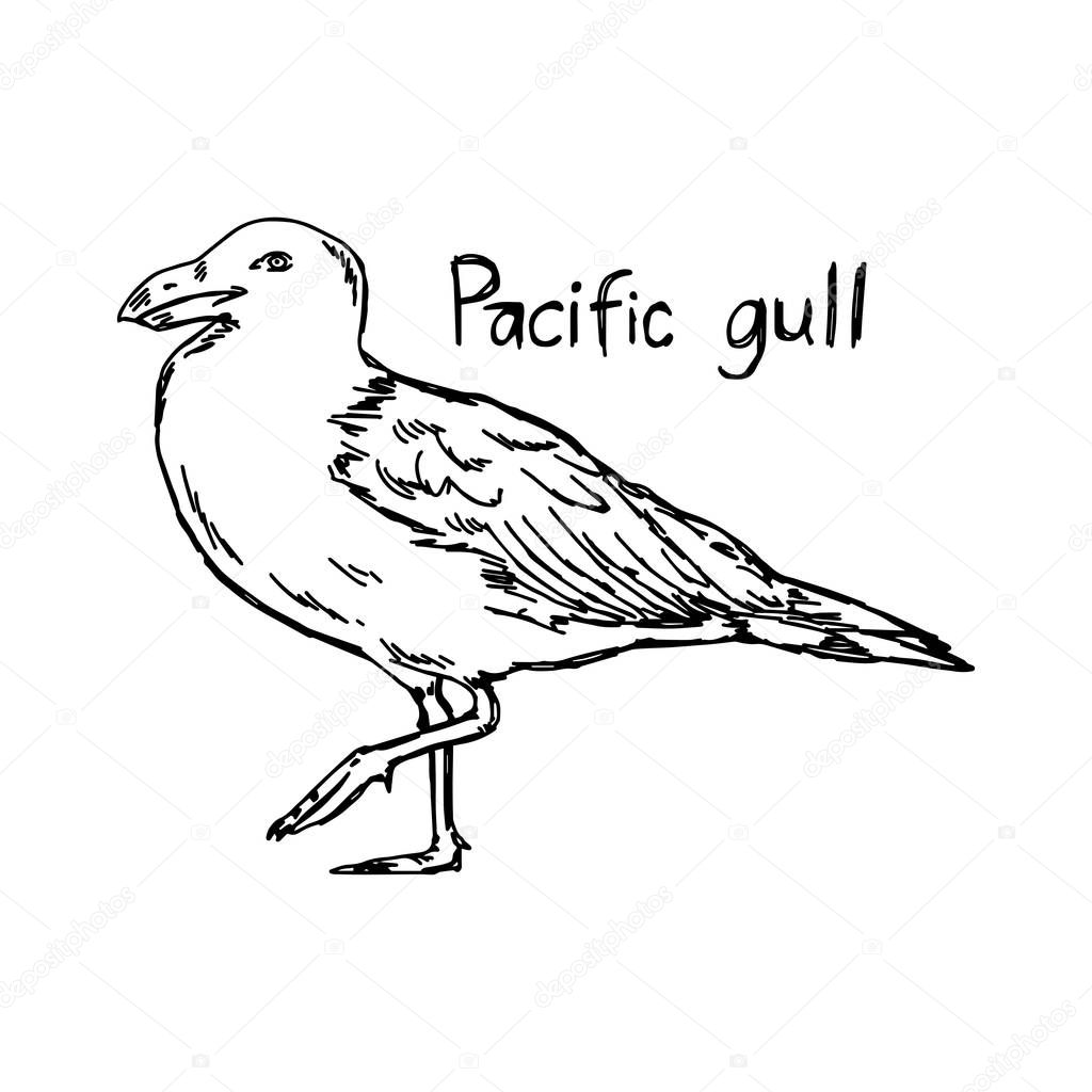 pacific gull - vector illustration sketch hand drawn with black lines, isolated on white background