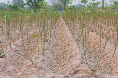 manyok plantasyon alanında, Tayland